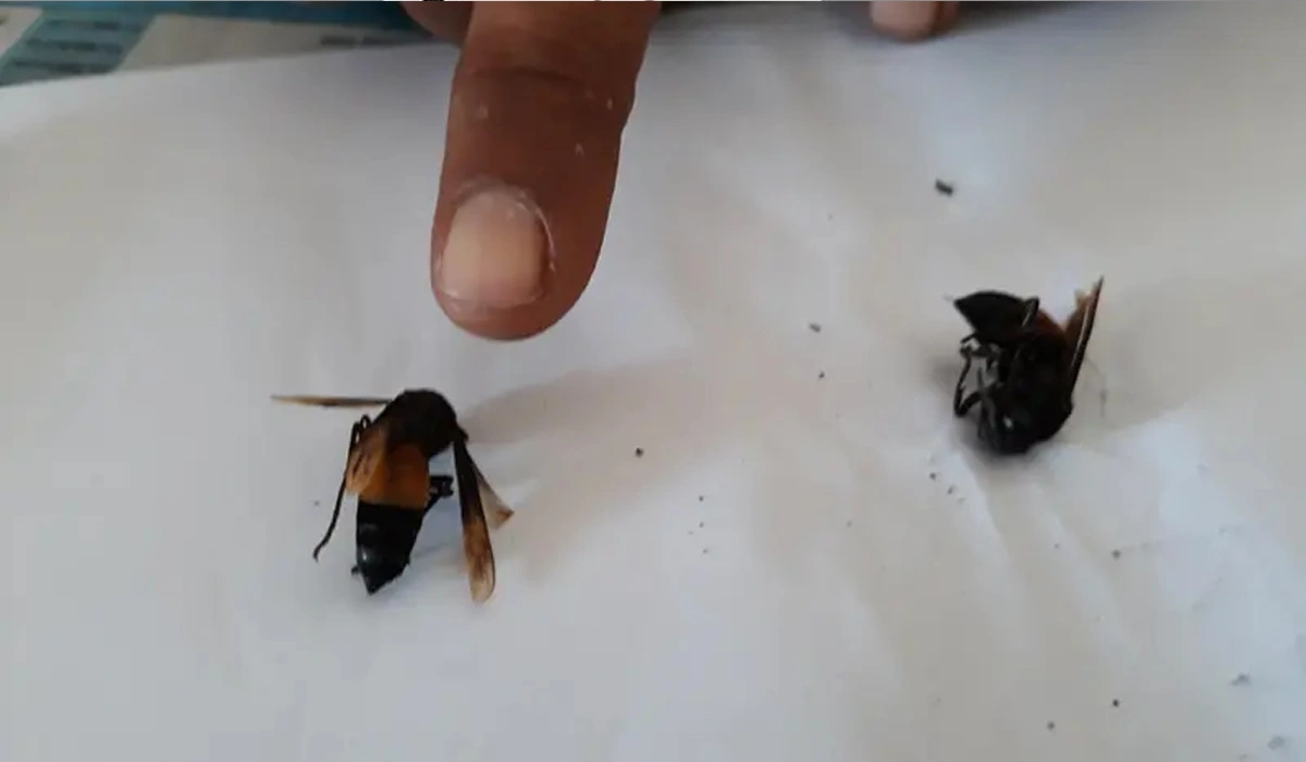 Risiko Tawon Hitam serta Upaya Pencegahan