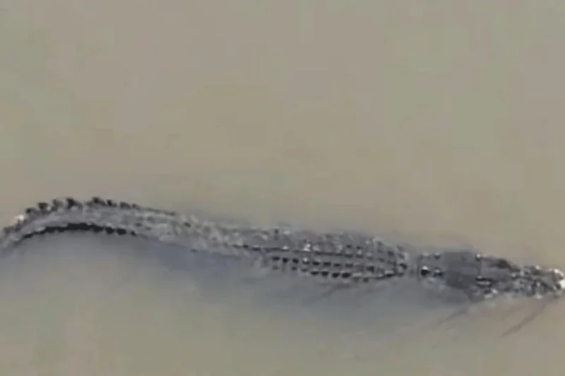 Kejadian Langka, Buaya Terlihat di Teluk Manado Warga Diminta Hati-Hati