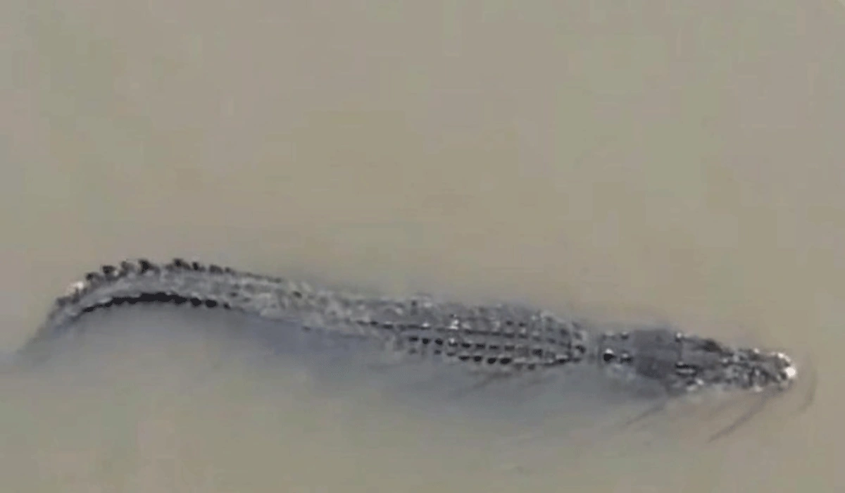 Kejadian Langka, Buaya Terlihat di Teluk Manado Warga Diminta Hati-Hati