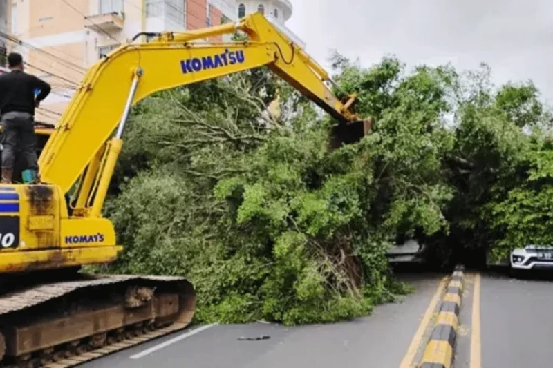 Pohon Tumbang Menimpa Mobil Di Malalayang Tanpa Menelan Korban Jiwa