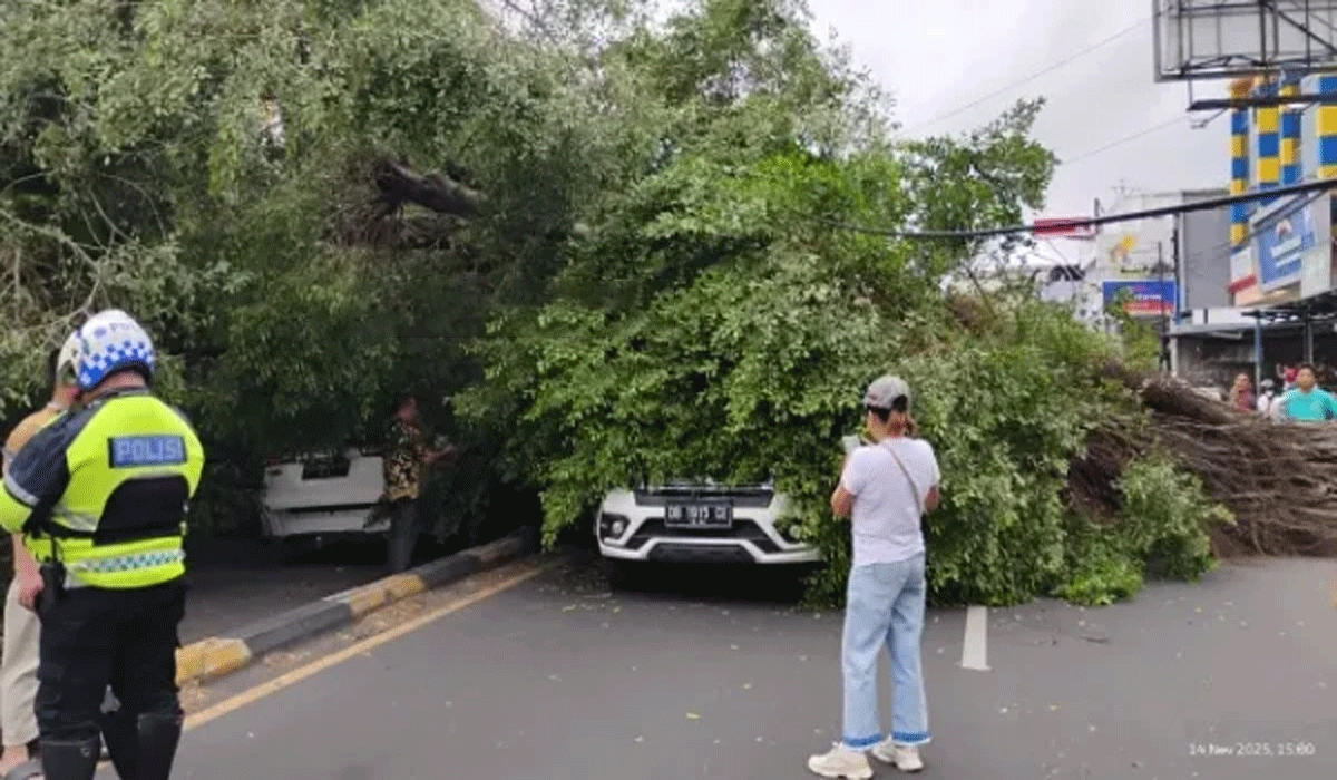 Pohon Tumbang Menimpa Mobil Di Malalayang Tanpa Menelan Korban Jiwa